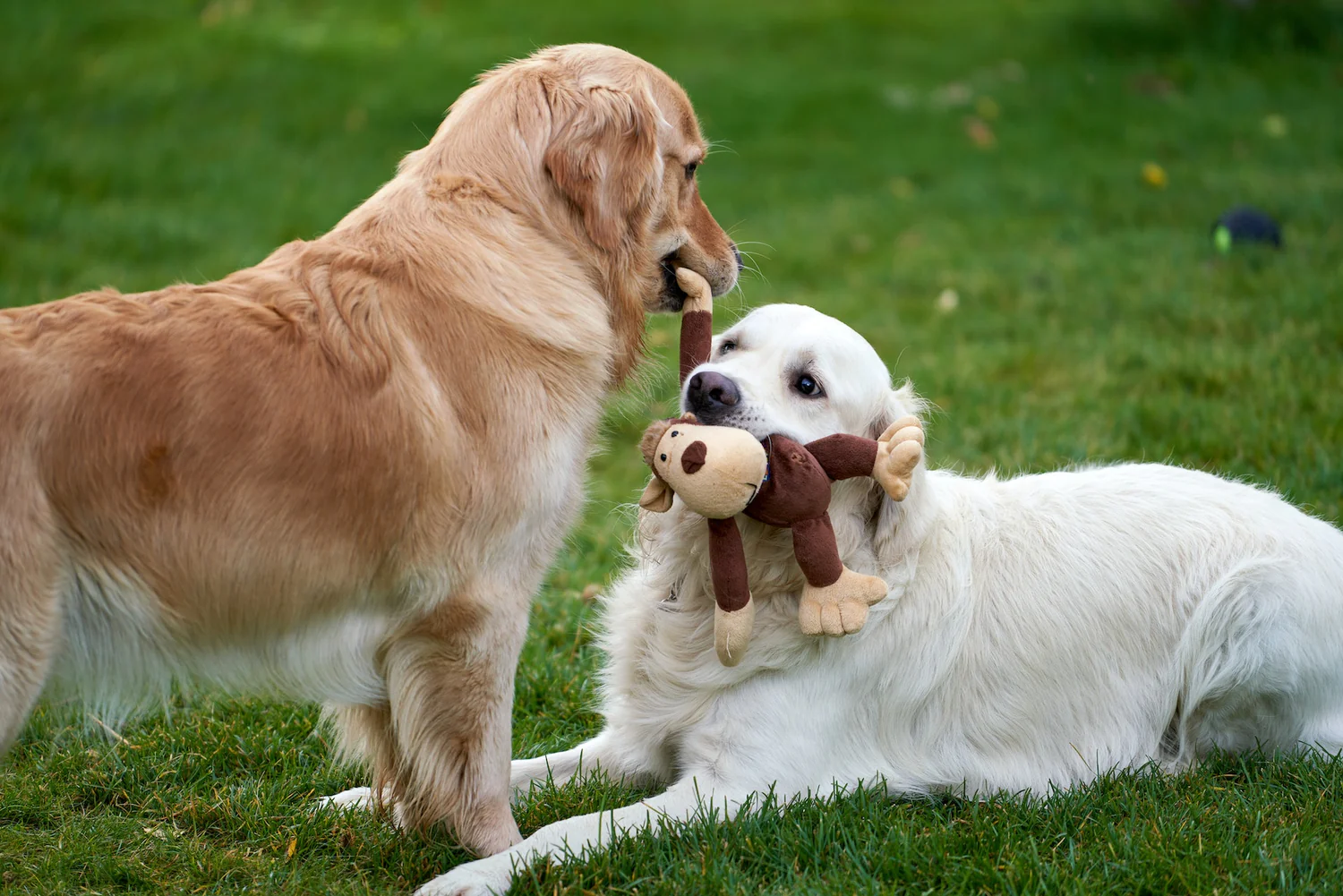 Unleash Your Pet's Signature Style