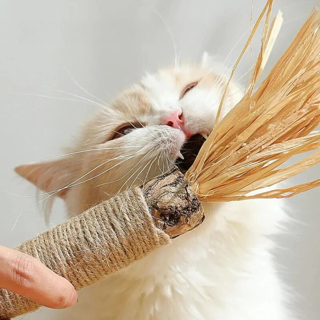 Cat Dental Cleaning Sticks - Image 3