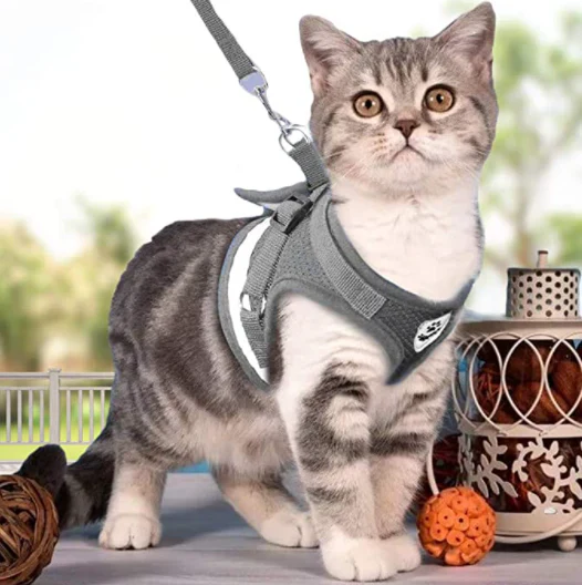 Explorer Harness with Leash - Image 2