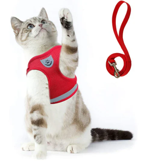 Explorer Harness with Leash - Image 4