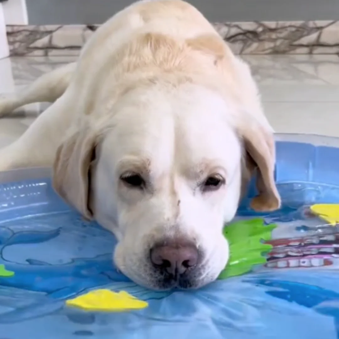 Interactive Cooling Water Bed for Dogs 2.0 - Image 10