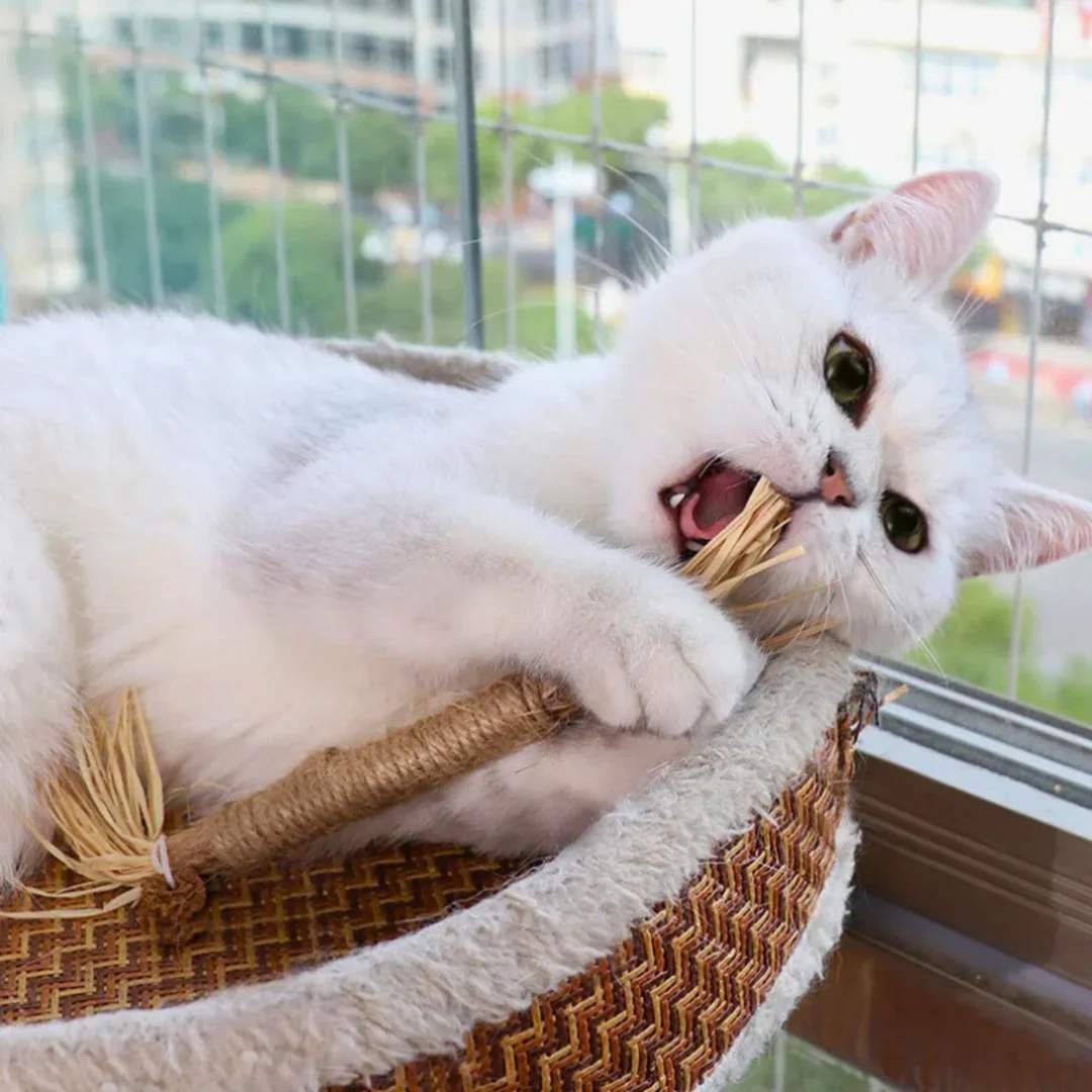 PawBite โ Natural Chew Sticks for Cats