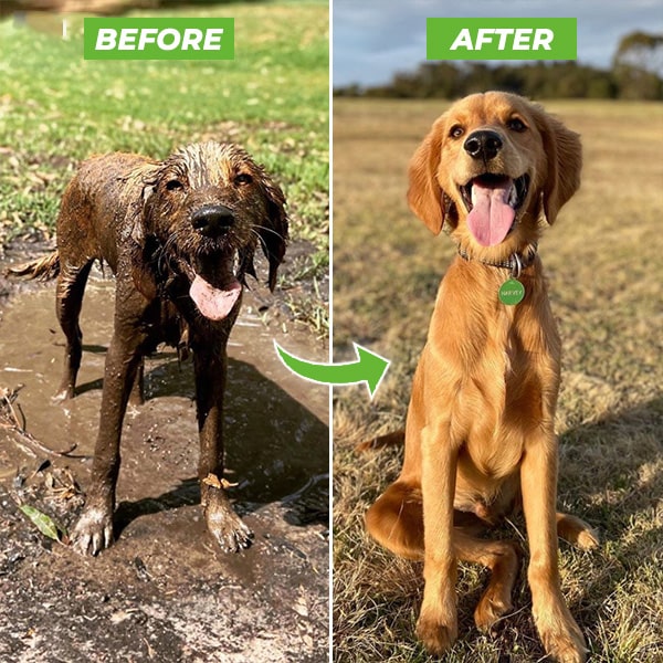 Pet Bath Spray - CleanPaws - Image 3